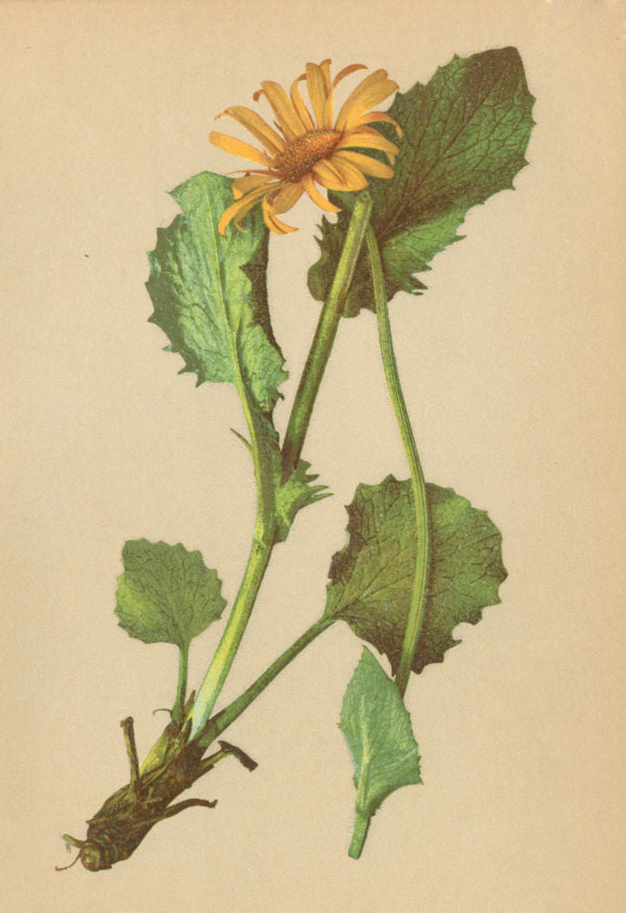 ALPENFLORA ALPINE FLOWERS. Doronicum scorpioides (L. ) A. Kern-Hirschwurz 1897